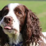 Uroczy springer spaniel angielski z wystawionym języczkiem, patrzący w bok na zielonym tle.