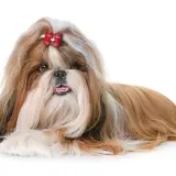 Czy shih tzu ma włosy? Tak, ten piesek ma długie, jedwabiste włosy, ozdobione czerwoną kokardką.