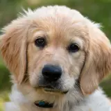 Uroczy szczeniak golden retriever z bujnymi, złotymi włosami, patrzący wprost na Ciebie.