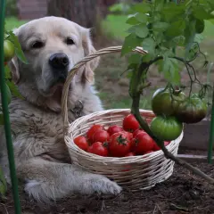 Złoty retriever pilnuje koszyka z pomidorami. Czy pies może pomidora? Ten na pewno nie zje, tylko pilnuje!