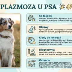 Anaplazmoza u psa: objawy, diagnostyka i ochrona. Rokowania zależą od szybkiego leczenia. Pies na zdjęciu wygląda zdrowo.