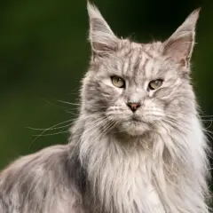 Majestatyczny kot Maine Coon, z długą, szarą sierścią i przenikliwym spojrzeniem. Zastanawiasz się, ile żyją koty tej rasy?