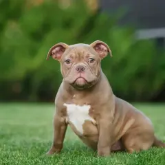 Uroczy szczeniak american bully classic siedzi na trawie, z uwagą patrząc w obiektyw.