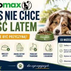 Smutny piesek obok miski z karmą. Dlaczego szczeniak nie chce jeść latem? Wysokie temperatury, mniejszy apetyt, problemy trawienne.