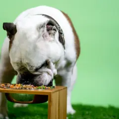 Buldog angielski je smaczny posiłek. Zastanawiasz się, ile powinien jeść pies 5 kg?
