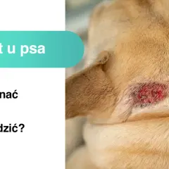 Widoczne zaczerwienienie na skórze psa to **hot spot u psa**. Tekst informuje, jak go rozpoznać i sobie z nim poradzić.
