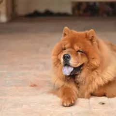 Puszysty chow chow lew z językiem na wierzchu, odpoczywający na płytkach.