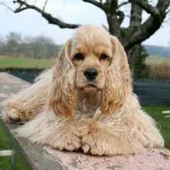 Uroczy cocker spaniel, jedna z wielu odmian tej rasy, leży na drewnianej kładce, zajadając przysmak.