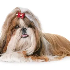 Czy shih tzu ma włosy? Tak, ten piesek ma długie, jedwabiste włosy, ozdobione czerwoną kokardką.