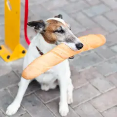 Piesek z bagietką w pysku. Czy pies może jeść chleb? Ten psiak chyba bardzo chce się przekonać!