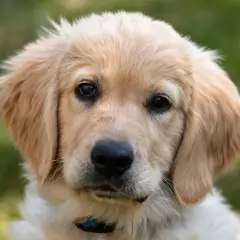 Uroczy szczeniak golden retriever z bujnymi, złotymi włosami, patrzący wprost na Ciebie.
