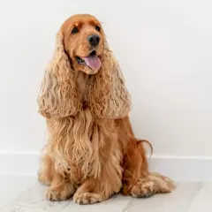 Uroczy cocker spaniel angielski o złotym umaszczeniu siedzi na jasnej podłodze, z językiem na wierzchu.