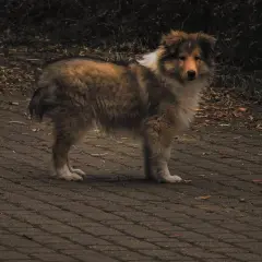 Pies rasy collie na ścieżce, zaniepokojony, być może z powodu bulgotania w brzuchu i wodnistej biegunki.