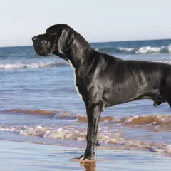 Czarny dog niemiecki na plaży. Ile żyje dog niemiecki? Średnio 8-10 lat.