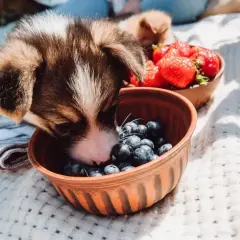 Szczeniak Corgi bada miseczkę z borówkami, zastanawiając się, czy psy mogą jeść borówki. Obok miska z truskawkami.