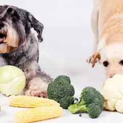 Dwa psy, jeden szorstkowłosy, drugi lablador, leżą obok warzyw. Czy pies może kalafior? Labrador wącha kalafior, a obok leżą brokuły i kukurydza.