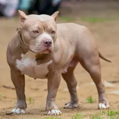 Potężny american bully XXL o beżowym umaszczeniu i białych znaczeniach, stoi na piaszczystym podłożu.