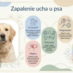 Golden retriever z zapaleniem ucha. Infografika opisuje objawy, przyczyny, diagnostykę i leczenie zapalenia ucha u psa.