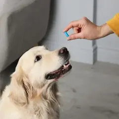 Złoty retriever czeka na tabletkę. Właściciel podaje mu ludzkie leki na wątrobę dla psa, by poprawić jego samopoczucie.