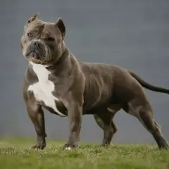 Potężny american bully standard, szary z białym znaczeniem na klatce piersiowej, stoi na trawie.