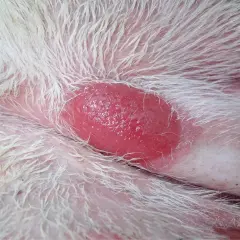Czerwona, wypukła zmiana skórna u psa, prawdopodobnie histiocytoma, otoczona białym futrem.