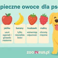 Czy pies może brzoskwinie? Tak, bez pestek! Obrazek pokazuje bezpieczne owoce dla psów: brzoskwinie, jabłka, banany, truskawki i maliny.