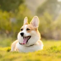 Szczęśliwy corgi leży na trawie w słońcu. Corgi ile żyje? Średnio 12-15 lat, ale ten wygląda na wiecznie młodego!
