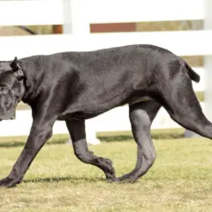 Czarny pies rasy cane corso, o lśniącym futrze, spaceruje po trawie. W tle białe ogrodzenie.