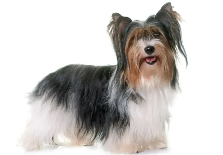 Uroczy yorkshire terrier biewer z długą, trójkolorową sierścią, stojący na białym tle.