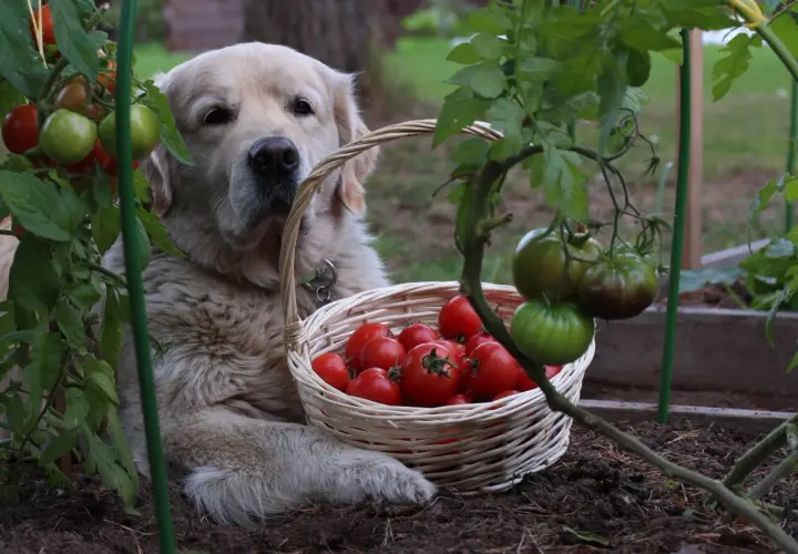 Złoty retriever pilnuje koszyka z pomidorami. Czy pies może pomidora? Ten na pewno nie zje, tylko pilnuje!
