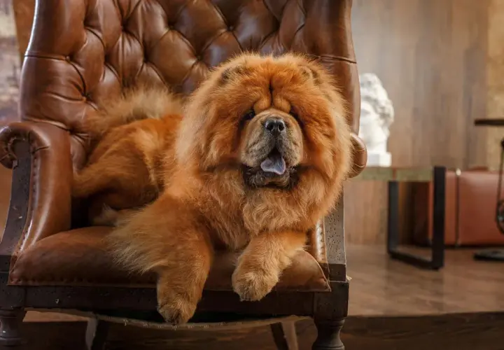 Puszysty chow chow w brązowym fotelu. Zastanawiasz się, chow chow ile żyje? Średnio 8-12 lat, ale ten wygląda na wiecznie młodego!