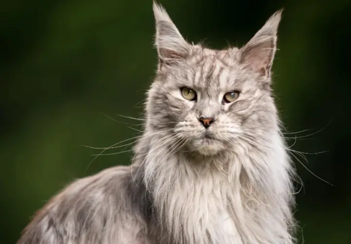 Majestatyczny kot Maine Coon, z długą, szarą sierścią i przenikliwym spojrzeniem. Zastanawiasz się, ile żyją koty tej rasy?
