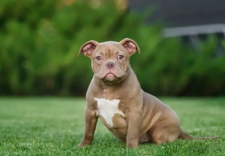 Uroczy szczeniak american bully classic siedzi na trawie, z uwagą patrząc w obiektyw.