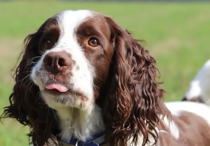 Uroczy springer spaniel angielski z wystawionym języczkiem, patrzący w bok na zielonym tle.