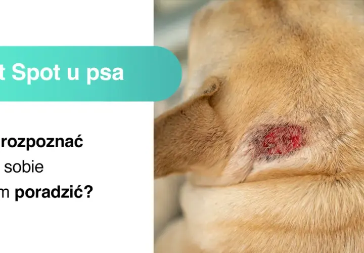 Widoczne zaczerwienienie na skórze psa to **hot spot u psa**. Tekst informuje, jak go rozpoznać i sobie z nim poradzić.