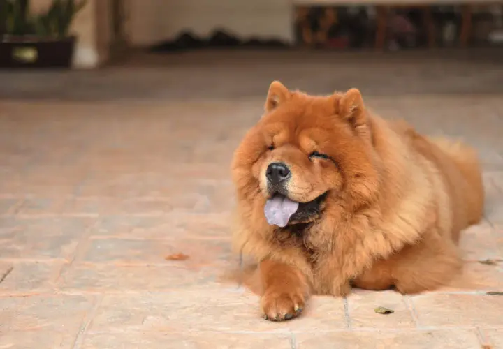 Puszysty chow chow lew z językiem na wierzchu, odpoczywający na płytkach.