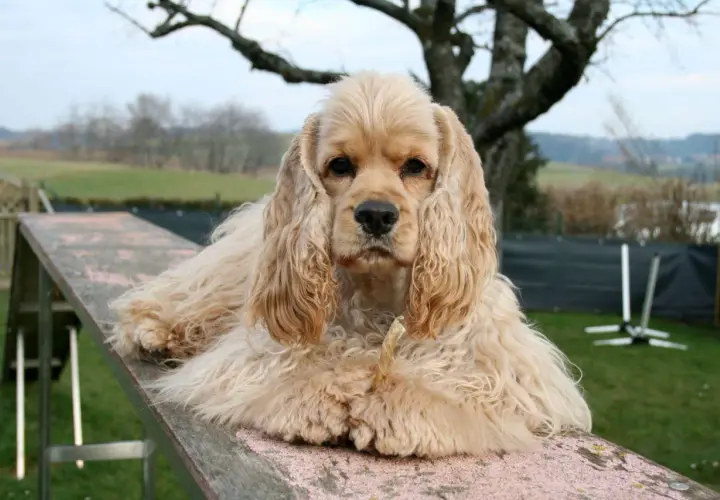 Uroczy cocker spaniel, jedna z wielu odmian tej rasy, leży na drewnianej kładce, zajadając przysmak.