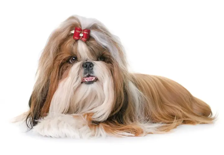 Czy shih tzu ma włosy? Tak, ten piesek ma długie, jedwabiste włosy, ozdobione czerwoną kokardką.