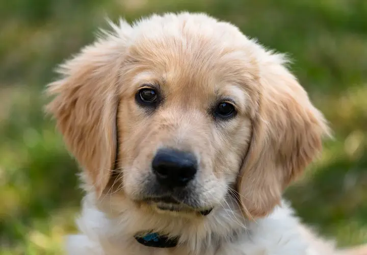 Uroczy szczeniak golden retriever z bujnymi, złotymi włosami, patrzący wprost na Ciebie.