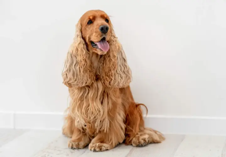 Uroczy cocker spaniel angielski o złotym umaszczeniu siedzi na jasnej podłodze, z językiem na wierzchu.