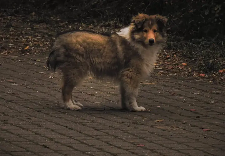 Pies rasy collie na ścieżce, zaniepokojony, być może z powodu bulgotania w brzuchu i wodnistej biegunki.