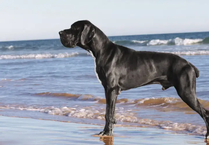 Czarny dog niemiecki na plaży. Ile żyje dog niemiecki? Średnio 8-10 lat.