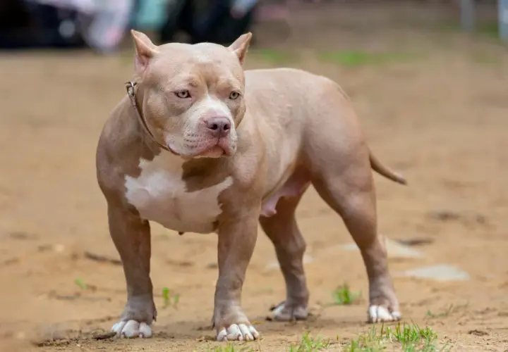 Potężny american bully XXL o beżowym umaszczeniu i białych znaczeniach, stoi na piaszczystym podłożu.