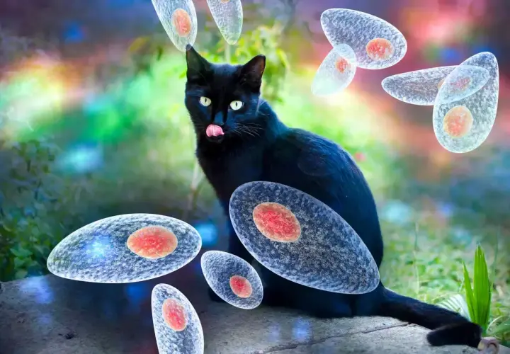 Czarny kot otoczony przez pasożyty Toxoplasma gondii. Ilustracja przedstawia zagrożenie toksoplazmozą u kota.
