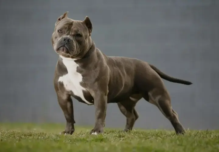 Potężny american bully standard, szary z białym znaczeniem na klatce piersiowej, stoi na trawie.