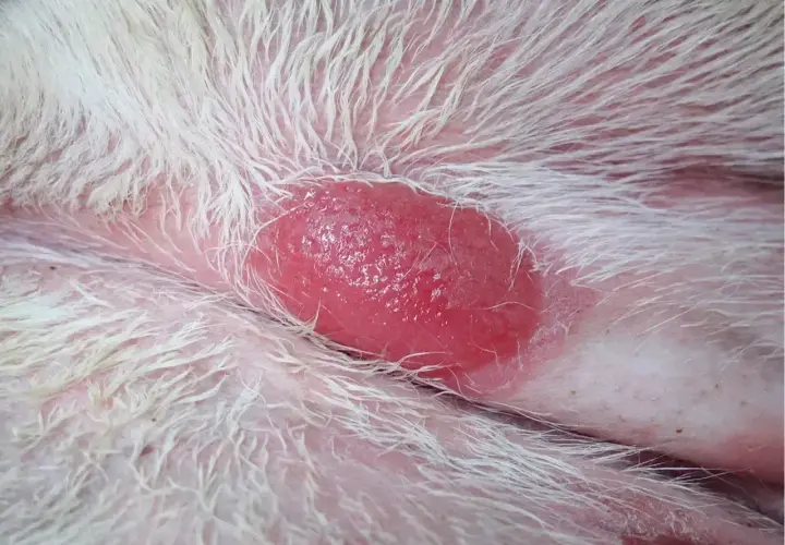 Czerwona, wypukła zmiana skórna u psa, prawdopodobnie histiocytoma, otoczona białym futrem.