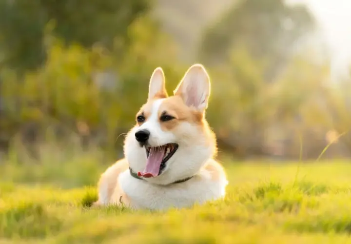 Szczęśliwy corgi leży na trawie w słońcu. Corgi ile żyje? Średnio 12-15 lat, ale ten wygląda na wiecznie młodego!