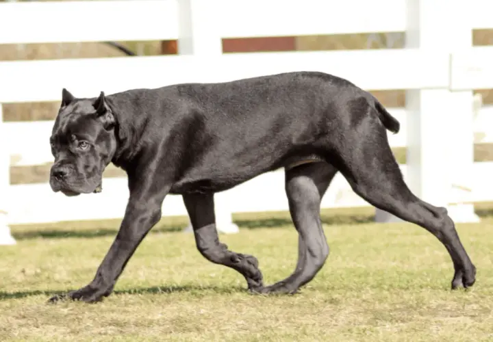 Czarny pies rasy cane corso, o lśniącym futrze, spaceruje po trawie. W tle białe ogrodzenie.