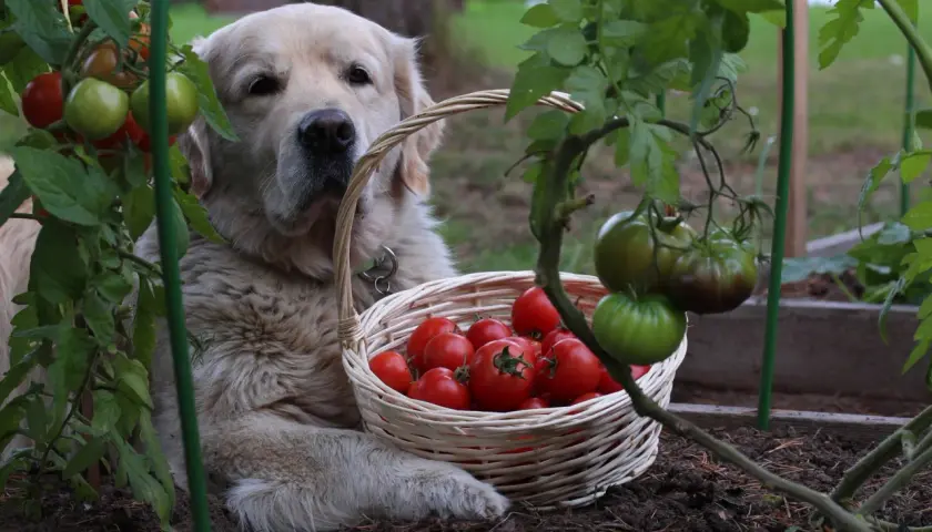 Złoty retriever pilnuje koszyka z pomidorami. Czy pies może pomidora? Ten na pewno nie zje, tylko pilnuje!