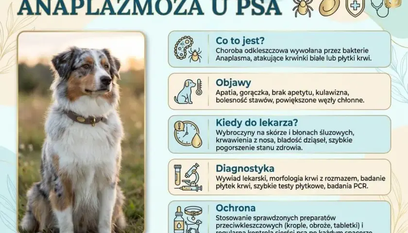 Anaplazmoza u psa: objawy, diagnostyka i ochrona. Rokowania zależą od szybkiego leczenia. Pies na zdjęciu wygląda zdrowo.